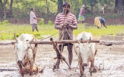 Think out of the box to revive farm sector